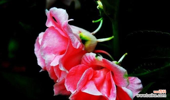 探秘凤仙花的象征意义与文化内涵 凤仙花的花语