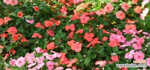 探秘凤仙花的象征意义与文化内涵 凤仙花的花语