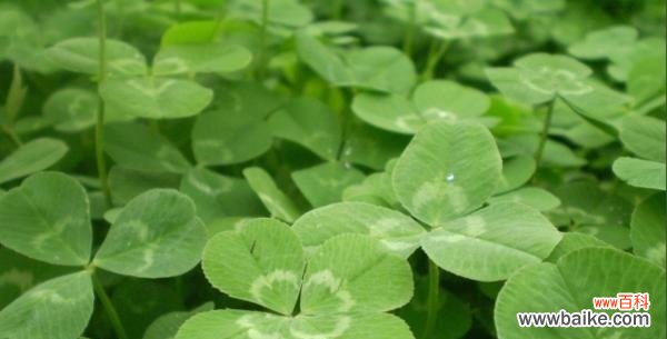 探寻五叶草的神秘象征意义 五叶草的意义