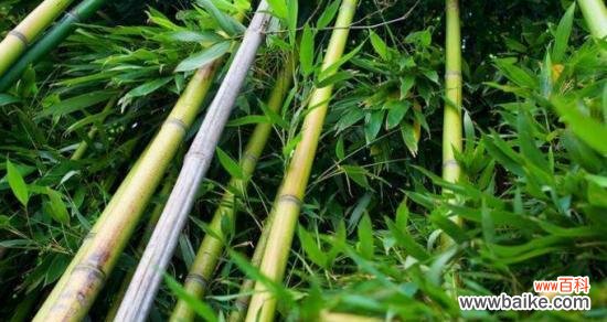 一株卑微而伟大的植物 竹子寓意的深远意义