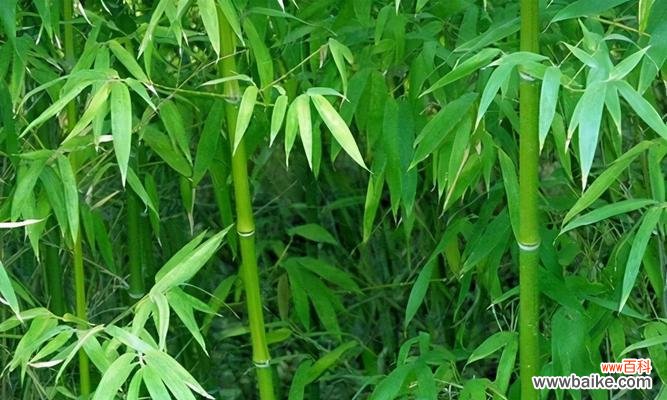 一株卑微而伟大的植物 竹子寓意的深远意义