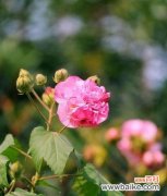 富贵荣华芙蓉花 芙蓉花——富贵荣华的象征