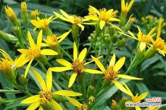 干里光草的功效与作用