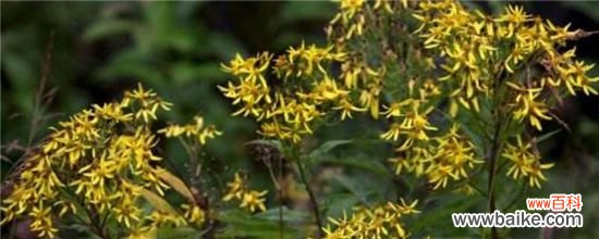 干里光草的功效与作用