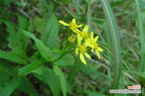 干里光草的功效与作用