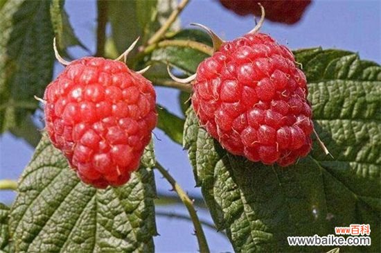 空心泡和树莓的区别：这四大区别