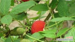 空心泡和树莓的区别：这四大区别