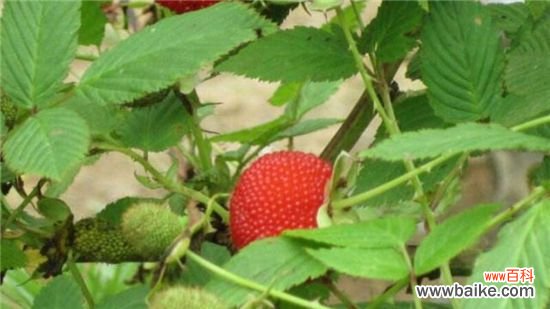 空心泡和树莓的区别：这四大区别