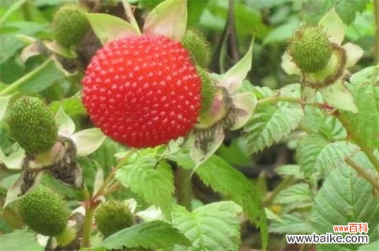 空心泡和树莓的区别：这四大区别