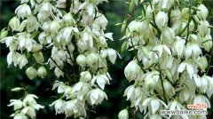 凤尾兰和丝兰的区别：这四大区别要注意