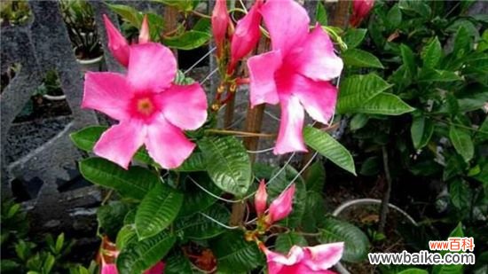 飘香藤和蒜香藤的区别:这四大区别