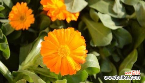 探索芙蓉菊的含义与忌讳 芙蓉菊的花语与寓意以及送人的禁忌