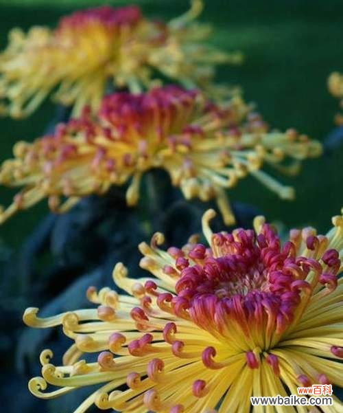 探索芙蓉菊的含义与忌讳 芙蓉菊的花语与寓意以及送人的禁忌