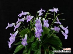 寓意着希望与生机 以苣叶报春的花语