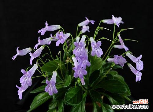 寓意着希望与生机 以苣叶报春的花语