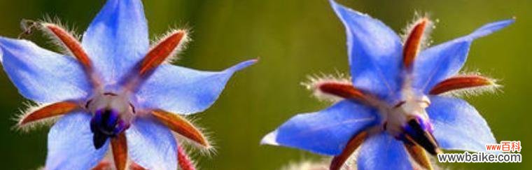 寓意着希望与生机 以苣叶报春的花语