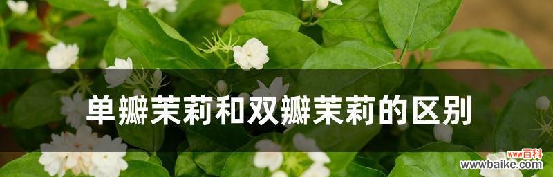 深度探索茉莉花在文化与传统中的意义 茉莉花的象征意义