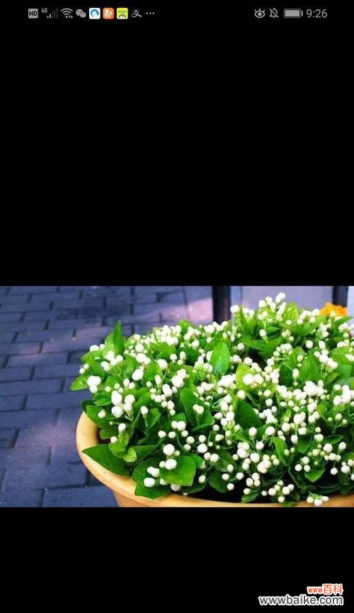 深度探索茉莉花在文化与传统中的意义 茉莉花的象征意义