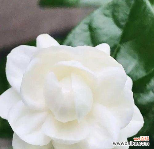 探寻茉莉花的浪漫与神秘 茉莉花的花语及代表意义