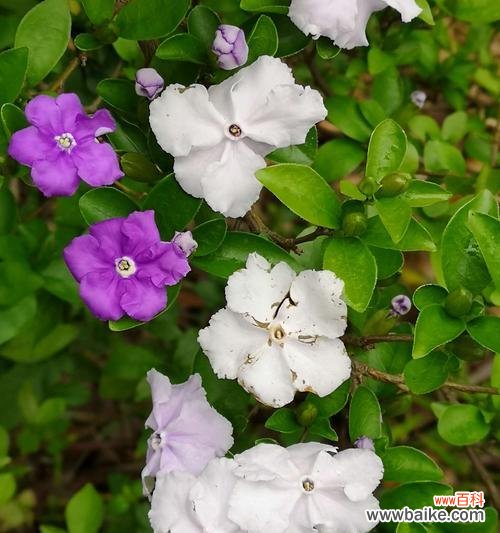 茉莉花的美丽与心灵的守护 茉莉花的花语及送花意义