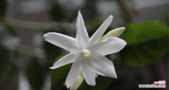 茉莉花的美丽与心灵的守护 茉莉花的花语及送花意义