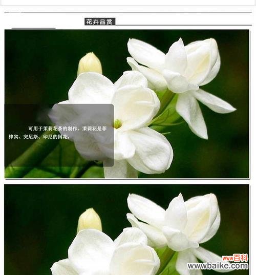 茉莉花的特点与象征意义 茉莉花——花园中的香气使者