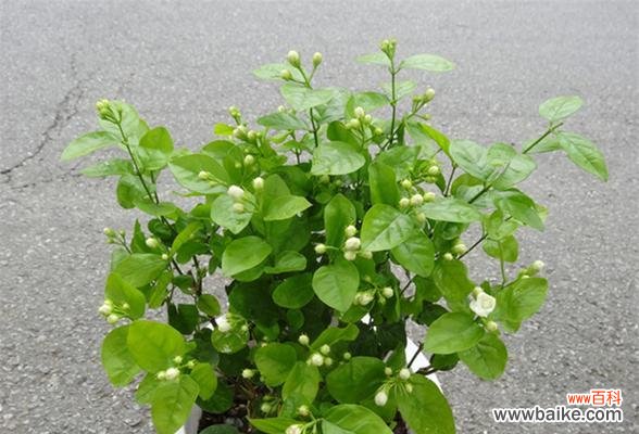 茉莉花的特点与象征意义 茉莉花——花园中的香气使者