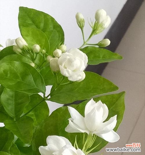茉莉花的特点与象征意义 茉莉花——花园中的香气使者