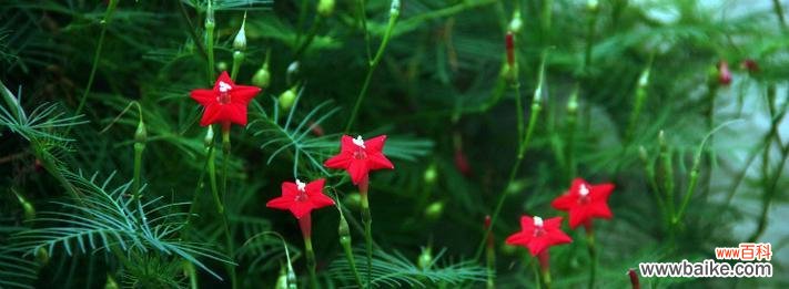 茑萝花的神秘花语 茑萝花的花语与寓意，送给何人