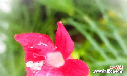 茑萝花的神秘花语 茑萝花的花语与寓意，送给何人