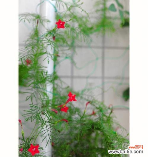 茑萝的花语与象征意义 茑萝的花语和植物文化