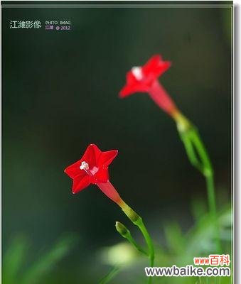 茑萝的花语与象征意义 茑萝的花语和植物文化