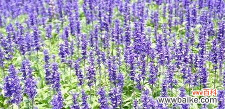 揭秘女生喜欢薰衣草的背后原因 薰衣草
