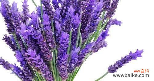 一朵紫色花朵的神秘力量与传说 薰衣草传说与花语