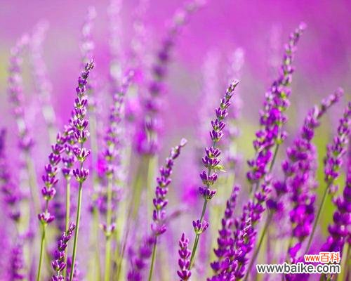 一朵紫色花朵的神秘力量与传说 薰衣草传说与花语