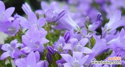 什么花代表无私的爱？花语中表达无私爱意的花卉有哪些？