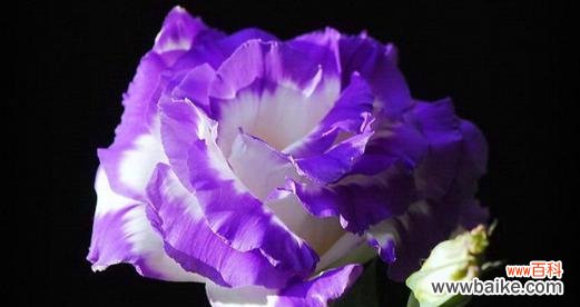 什么花代表无私的爱？花语中表达无私爱意的花卉有哪些？