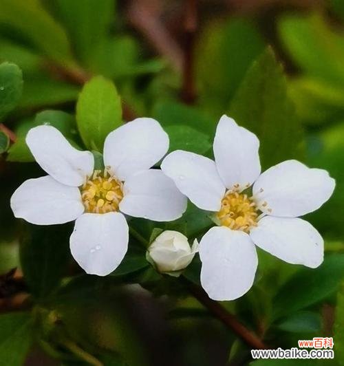 什么花代表无所谓？花语中表达无所谓的花有哪些？