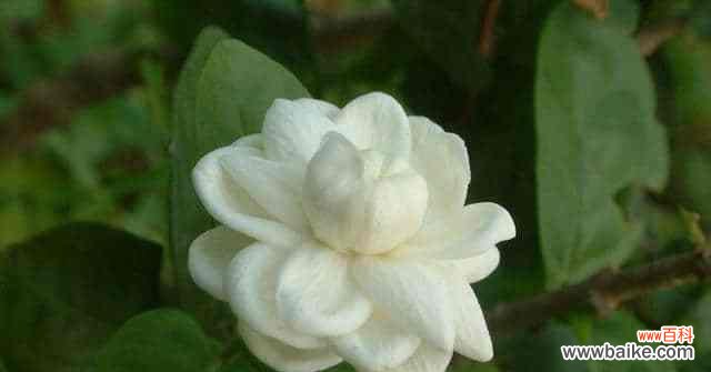 什么花代表无所谓？花语中表达无所谓的花有哪些？