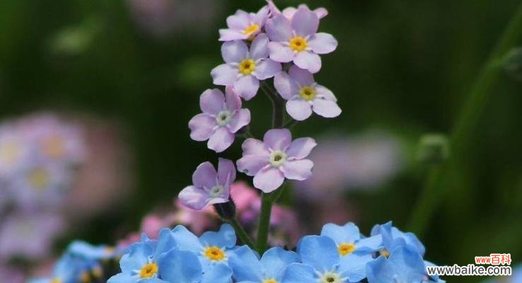 勿忘我花语是什么？这种花代表了什么含义？