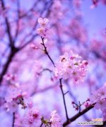 什么花的花语代表向阳而生？如何找到这种寓意的花卉？