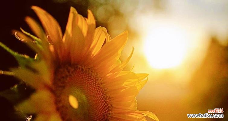 什么花的花语代表向阳而生？如何找到这种寓意的花卉？