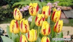 什么花象征新的开始？花语中代表新起点的花卉有哪些？