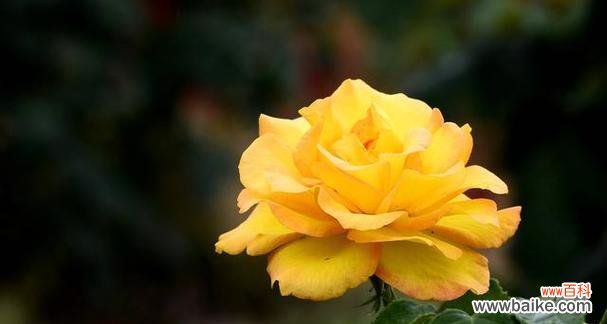 什么花代表着希望？花语中希望的花朵有哪些？