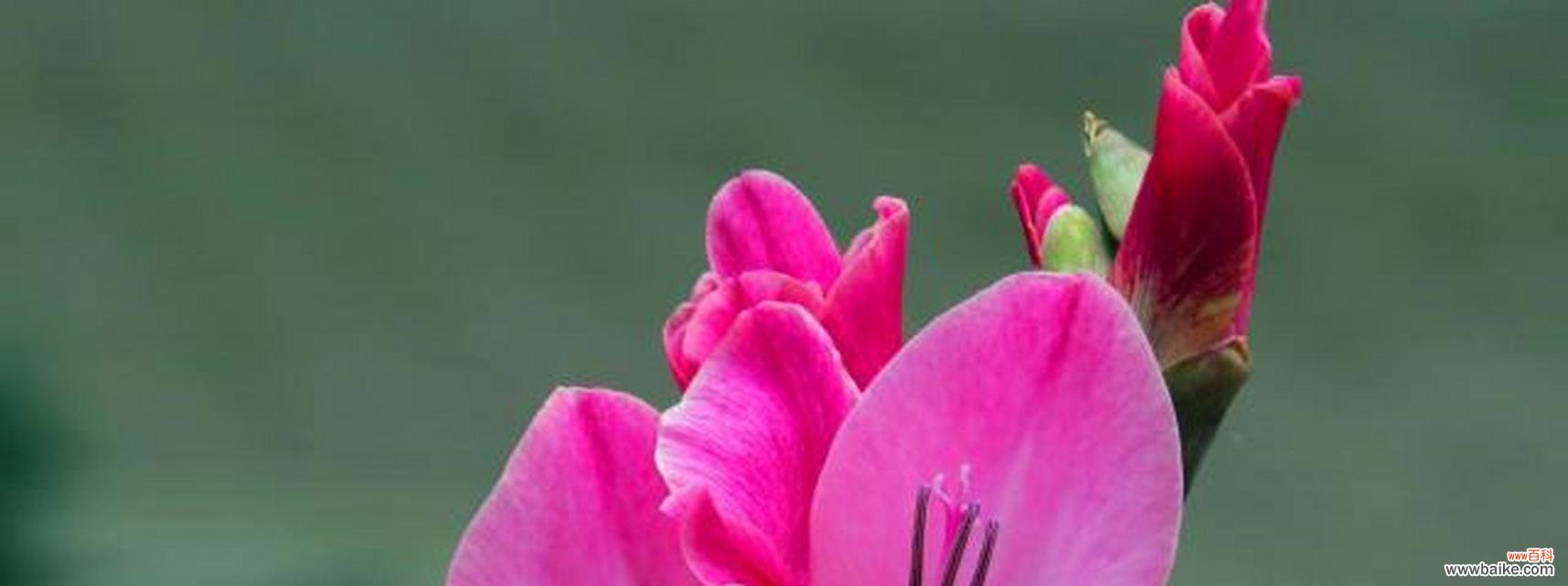 什么花代表着希望？花语中希望的花朵有哪些？