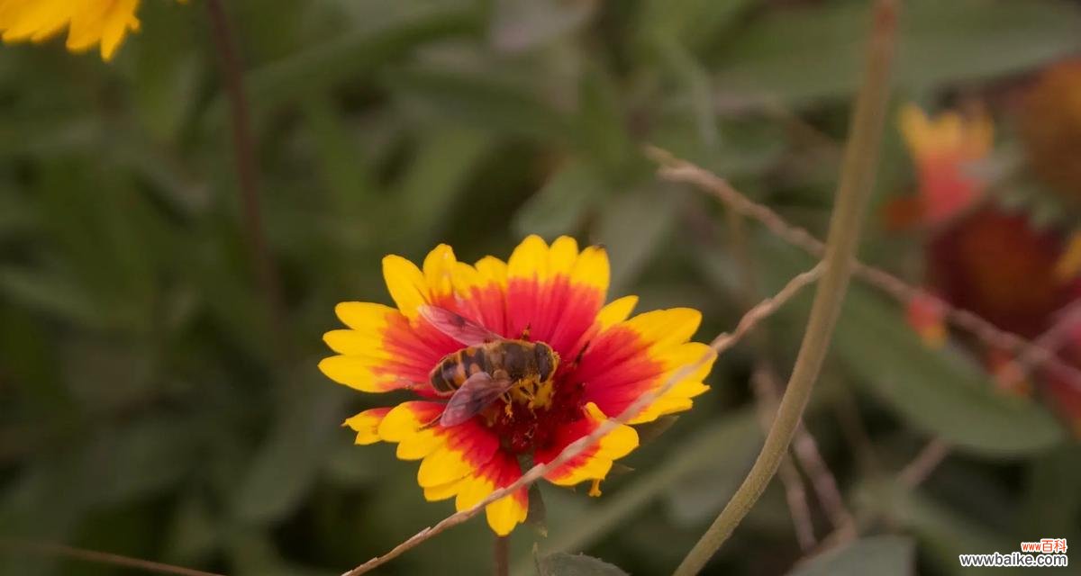 什么花代表希望你开心？花语中有哪些花象征着快乐？