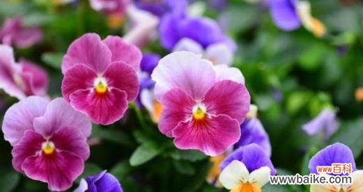 什么花代表喜欢?花语中表达喜欢的花卉有哪些?