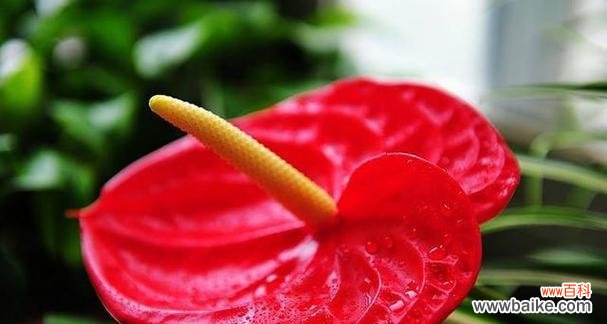 什么花代表喜欢?花语中表达喜欢的花卉有哪些?