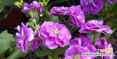 什么花代表喜欢你?花语中表达爱意的花卉有哪些?