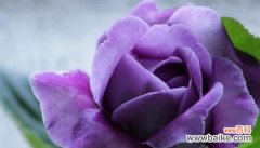 什么花代表喜欢你？花语中表达爱意的花卉有哪些？